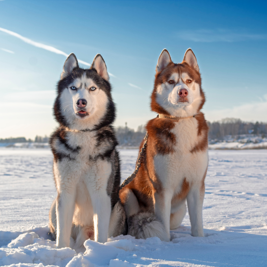 L'importance des balades quotidiennes pour votre chien