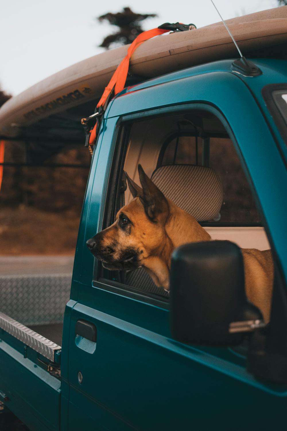 Assurer la sécurité de votre chien en voiture