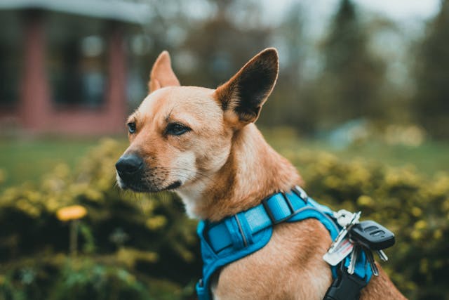 Comment bien choisir le harnais de votre chien ?