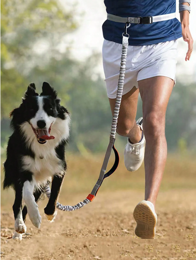 Laisse pour courir avec son chien