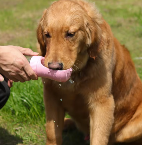 Distributeur d'eau pour chien