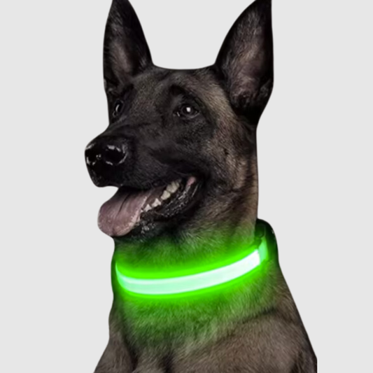 Collier a led pour chien