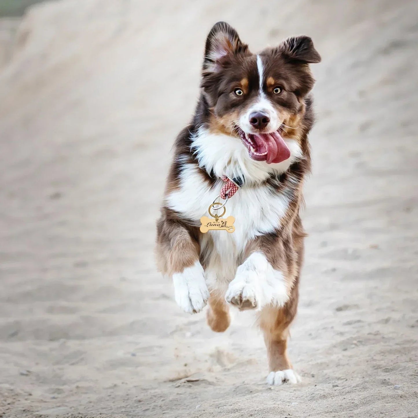 Médaille personnalisée pour chien