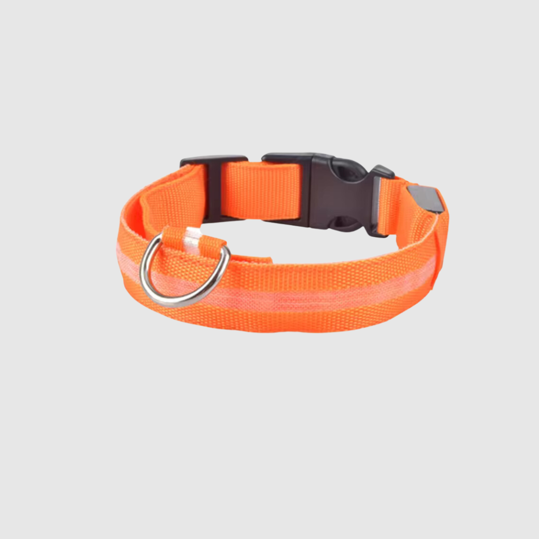 Collier à led pour chien orange