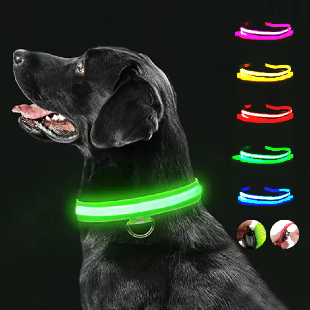 Collier à led pour chien